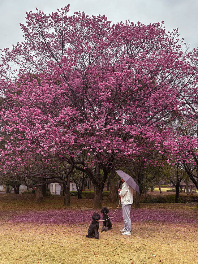 Hidden sakura park away from the Tokyo crowds