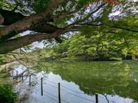 日本東京-夏日消暑好去處：井之頭恩賜公園