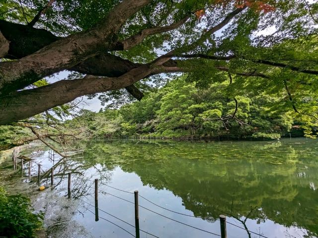 日本東京-夏日消暑好去處：井之頭恩賜公園