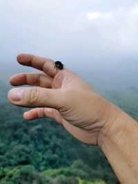 Enchanting Nature Preserve in Cameron Highland