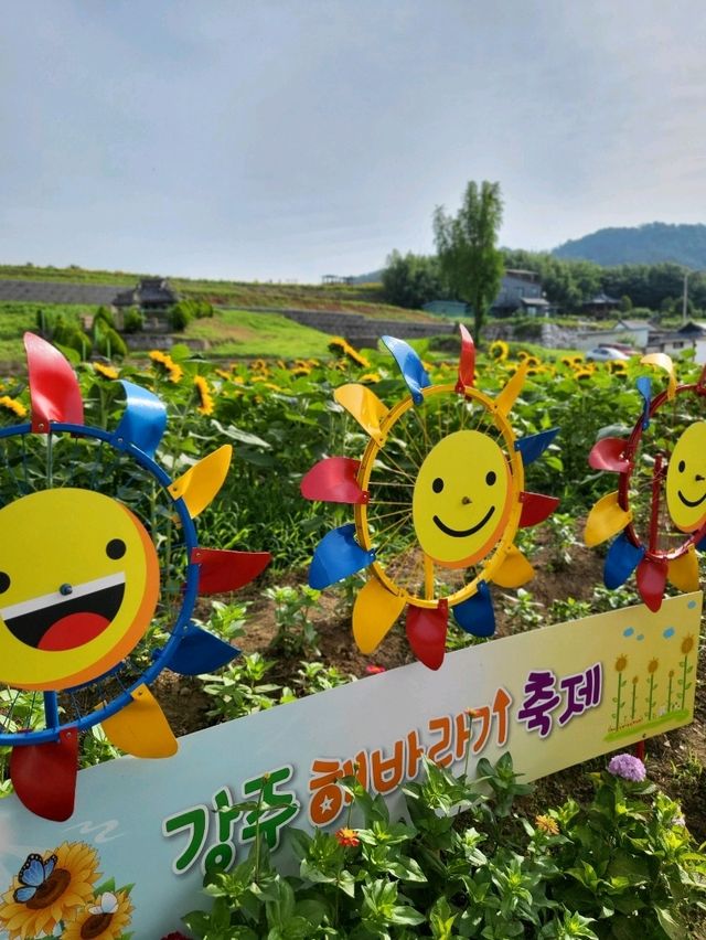 역대급 해바라기축제가 열리는 함안 강주마을