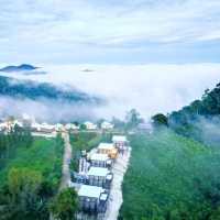 Mimoza Khao Kho