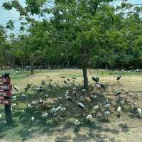 **標題：曼谷Safari World動物園遊玩全攻略**