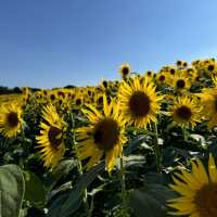 [兵庫県淡路市] 入場無料のお花畑！