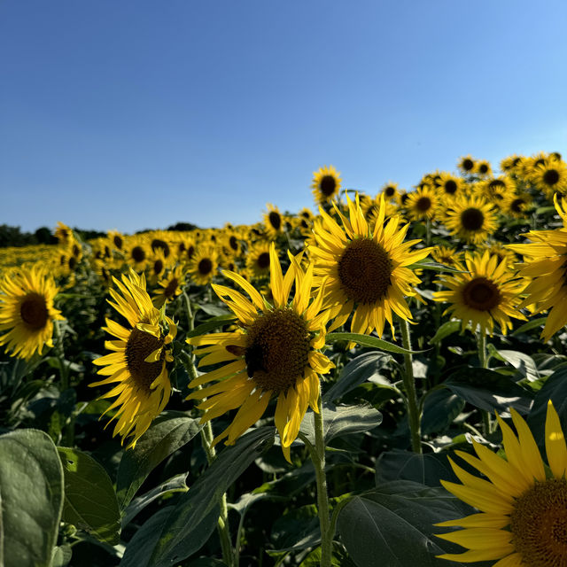 [兵庫県淡路市] 入場無料のお花畑！