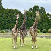 平川動物園-温泉、美景、可愛的動物，三者兼得