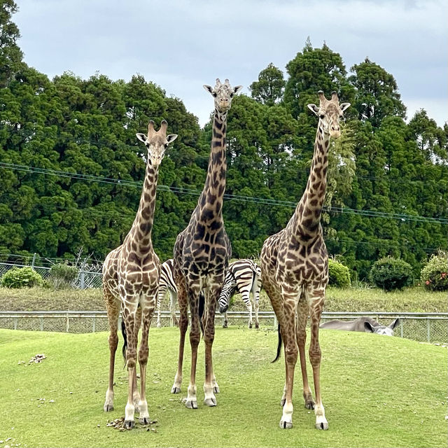 平川動物園-温泉、美景、可愛的動物，三者兼得
