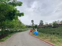 ไร่ชาผัสสะ PASSA ไร่ชาอู่หลงแห่งแรก เชียงใหม่