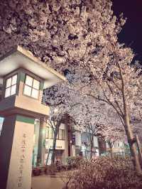 〜神奈川〜古都鎌倉の桜🌸夜桜満開！