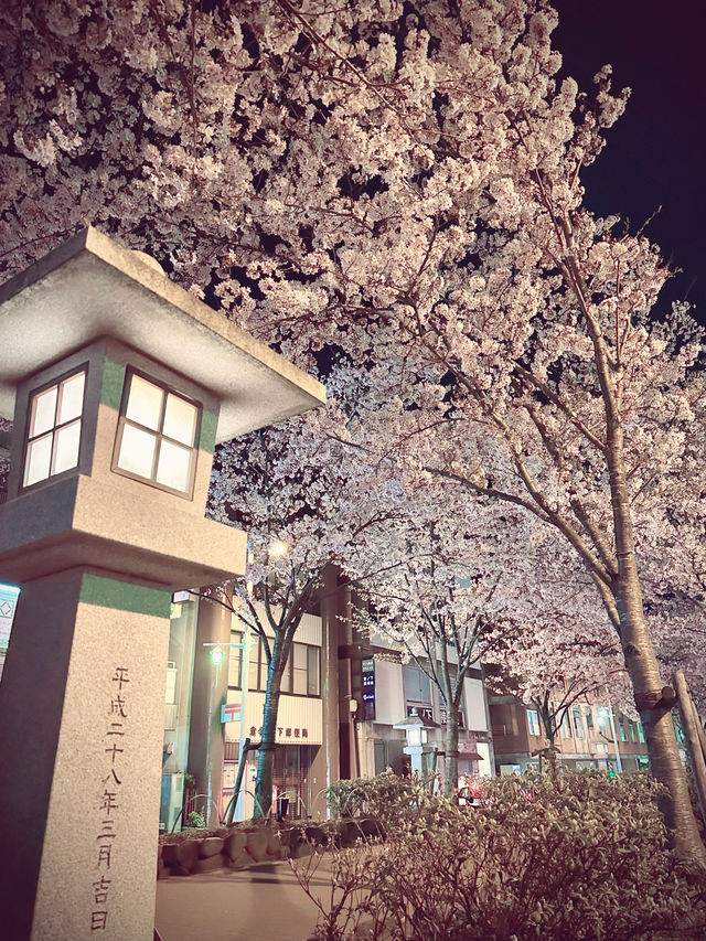 〜神奈川〜古都鎌倉の桜🌸夜桜満開！