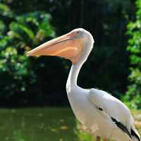 馬來西亞國家動物園：親近自然，享受歡樂氛圍！