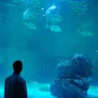 ทัวร์โลกใต้น้ำกับอควาเรียมบางแสนกันครับ 🪼🐠🦈