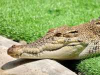 Crocodile Adventureland