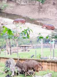 สวนสัตว์เปิดเขาเขียว จ.ชลบุรี 🦒🐘🌳 