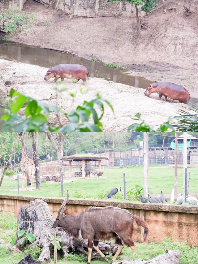 สวนสัตว์เปิดเขาเขียว จ.ชลบุรี 🦒🐘🌳 