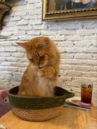 Caturday