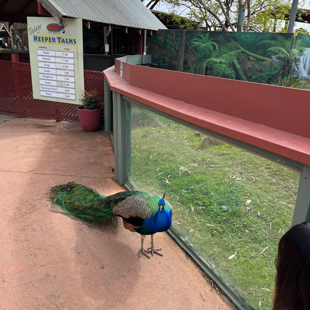 墨爾本Maru動物園🦘