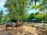 คาเฟ่ฟาร์มที่มีกิจกรรมให้สนุกมากมาย