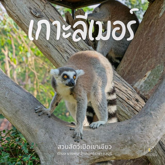 ไปเกาะลีเมอร์ที่สวนสัตว์เปิดเขาเขียว ศรีราชากัน 