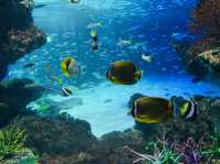 サンシャイン水族館！！