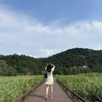 여름향기 낭낭🌳 푸른 하늘과 초록빛이 어우러진 순천만 습지