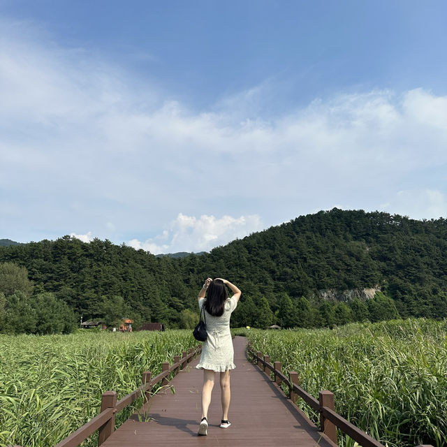 여름향기 낭낭🌳 푸른 하늘과 초록빛이 어우러진 순천만 습지