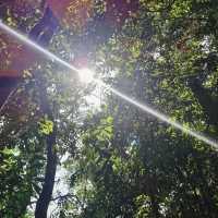 "Serenity in Green: The Enchanting Forest Views of Penang Hill"