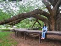ต้นจามจุรียักษ์ จ.กาญจนบุรี
