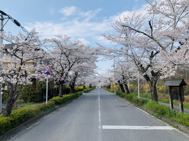 秩父観光　長瀞
