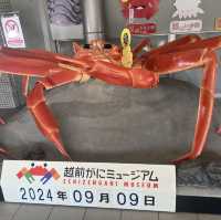 福井縣出名的螃蟹