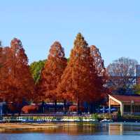 東京景點｜東京近郊知名銀杏賞風景點—國營昭和紀念公園