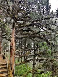 Huanglong Forest is the Paradise 