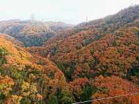 【星のブランコ:大阪府交野市】大迫力の吊り橋で紅葉を楽しむ🍁