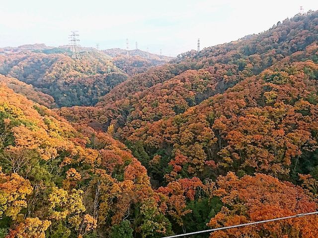 【星のブランコ:大阪府交野市】大迫力の吊り橋で紅葉を楽しむ🍁