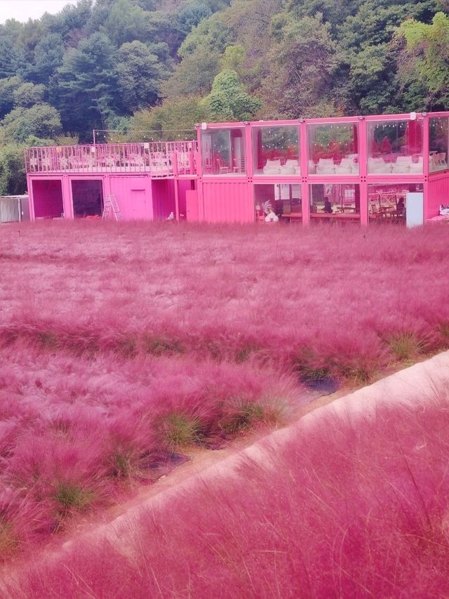 허브아일랜드, 핑크빛 낭만 속 핑크뮬리와 핑크샌드의 만남