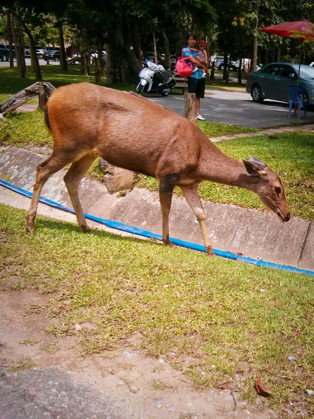 อุทยานแห่งชาติเขาใหญ่