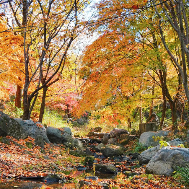 杮其溪谷：紅葉中的秋日🌳🍁