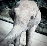 Roaming with Giants: A Wild Day at Shenzhen Safari Park!