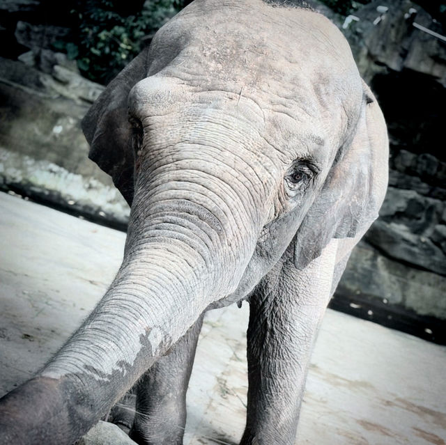 Roaming with Giants: A Wild Day at Shenzhen Safari Park!