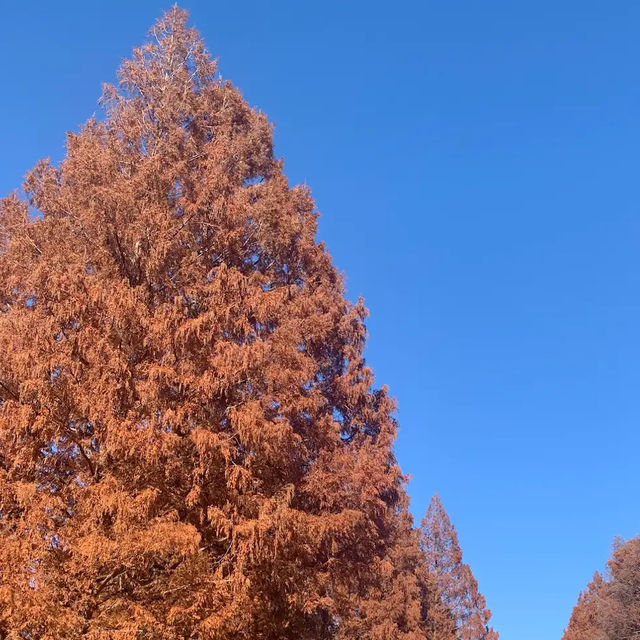 【東京】広大な公園