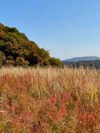 🍁고즈넉한 오솔길을 따라 단풍의 향연을 감상할 수 있는 ✨가을 여행지 추천 🍁