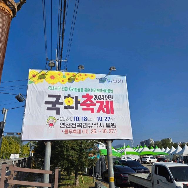 가을에 꼭 가봤으면 하는 꽃천지 , 연천 국화 축제 🌺