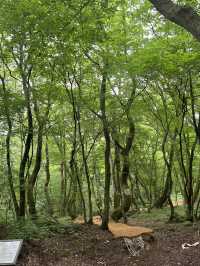 เที่ยวเชจู saryeoni forest path