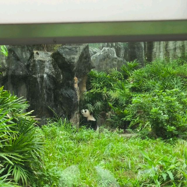 購買trip.com套票遊玩台北市立動物園,價廉+快捷+方便👍