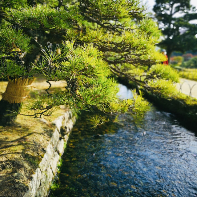 Autumn Magic: A Colorful Escape at Okayama Korakuen Garden!