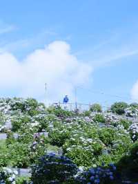 名古屋愛知縣：紫陽花之里