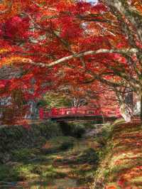 【和歌山】まもなく紅葉が見頃🍁秋の高野山