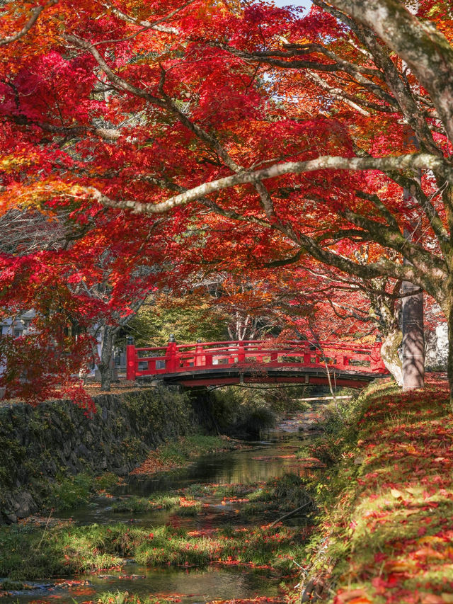 【和歌山】まもなく紅葉が見頃🍁秋の高野山