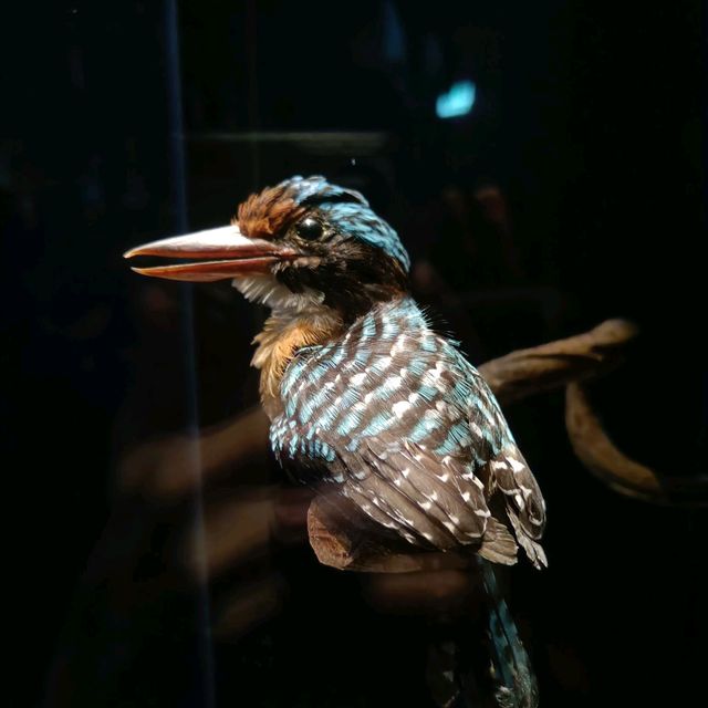 An preview of Sarawak unique cultural and natural heritage