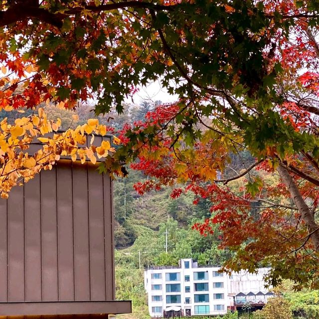 Nami Island (남이섬) – Chuncheon